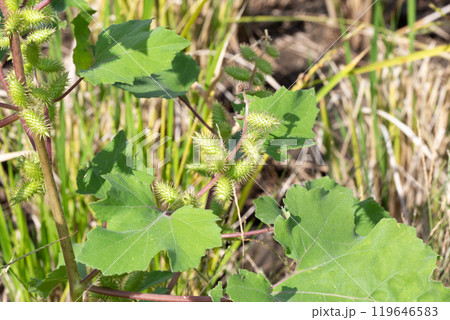 オオオナモミ　茎と葉と果実 119646583