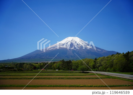 快晴に空にそびえたつ富士山とこれを彩る新緑・チューリップなどの自然 快晴に空にそびえたつ富士山とこれを彩る新緑・チューリップなどの自然 119646589