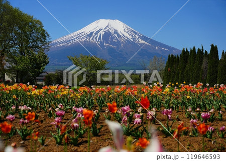 快晴に空にそびえたつ富士山とこれを彩る新緑・チューリップなどの自然 119646593