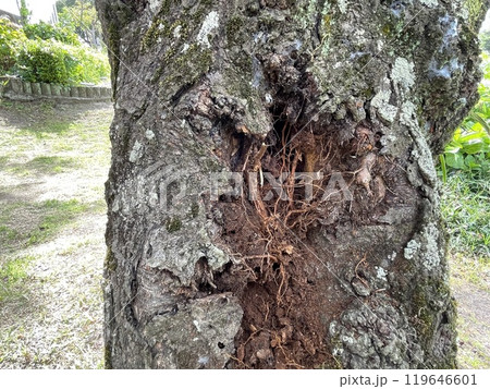 アナグマ アナグマ 119646601