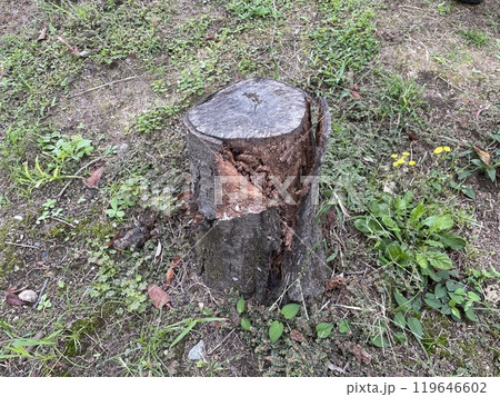 アナグマ 119646602