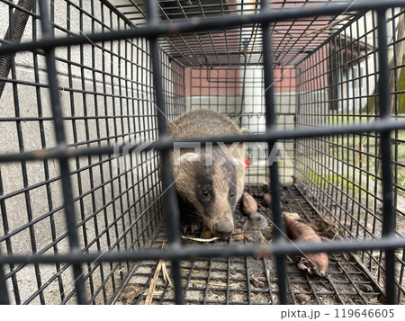 アナグマ アナグマ 119646605