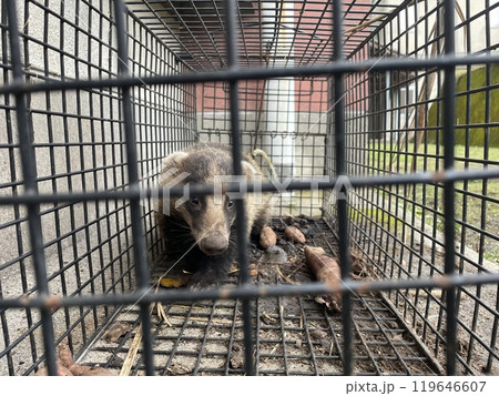 アナグマ 119646607