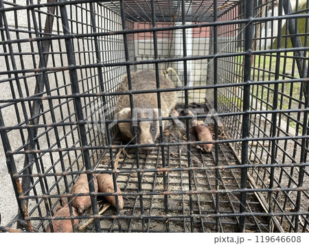 アナグマ 119646608