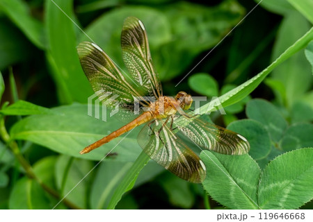 緑の葉にとまったミヤマアカネの未成熟のオス 119646668