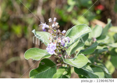 ハマゴウ 119646764