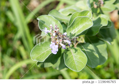 ハマゴウ 119646765