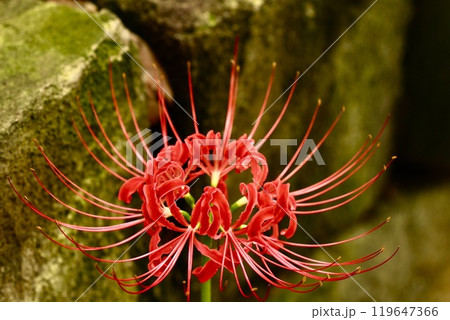 魅力的な赤い彼岸花 コケが生えた石背景 アップ 魅力的な赤い彼岸花 コケが生えた石背景 アップ 119647366