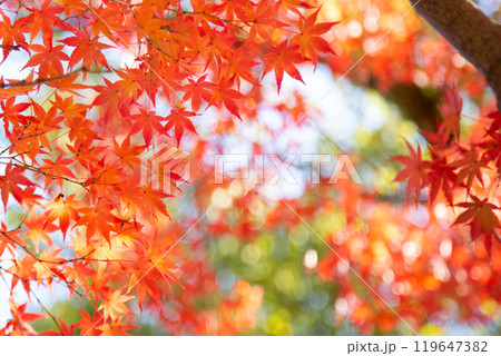 紅葉 見頃 紅葉 見頃 119647382