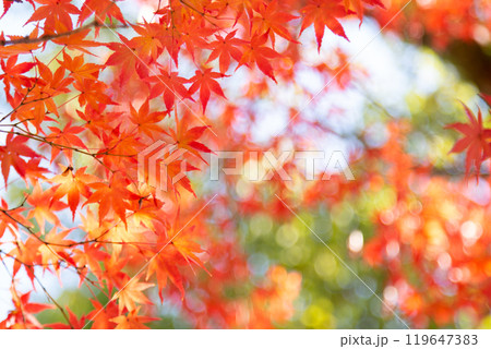 紅葉　コピースペース 119647383
