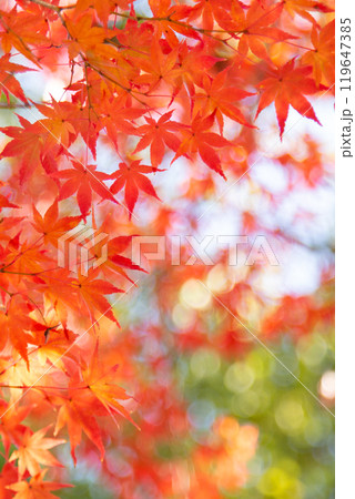 紅葉　コピースペース 119647385