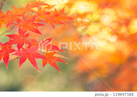 紅葉 コピースペース 紅葉 コピースペース 119647388
