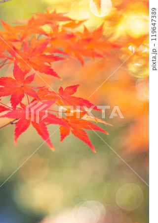 紅葉 コピースペース 紅葉 コピースペース 119647389