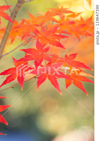 紅葉　コピースペース 119647390