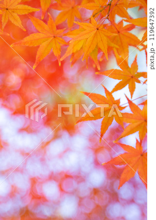 紅葉　コピースペース 119647392