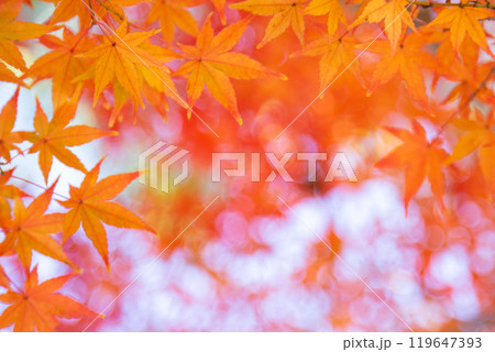 紅葉 コピースペース 紅葉 コピースペース 119647393