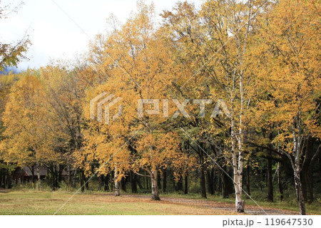 紅葉した木の上高地　秋風景 119647530