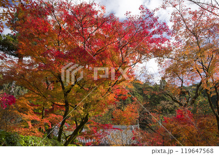 鮮やかに染まる 鮮やかに染まる 119647568