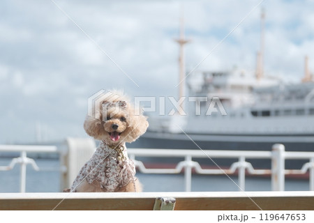 船と港とトイプードル 119647653