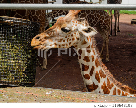 餌を食べるキリン 餌を食べるキリン 119648198