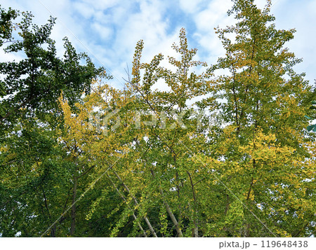 紅葉したイチョウの葉 紅葉したイチョウの葉 119648438