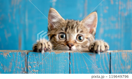 cute kitty hiding and looking at camera with big eyes 119649796