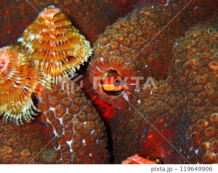 テンクロスジギンポ　伊豆大島 119649906