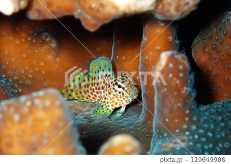 セダカギンポの幼魚　伊豆大島 119649908