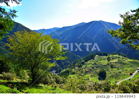 《岐阜県》揖斐川町 岐阜のマチュピチュ 天空の茶畑 《岐阜県》揖斐川町 岐阜のマチュピチュ 天空の茶畑 119649943