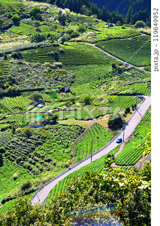 《岐阜県》揖斐川町 岐阜のマチュピチュ 天空の茶畑 《岐阜県》揖斐川町 岐阜のマチュピチュ 天空の茶畑 119649952