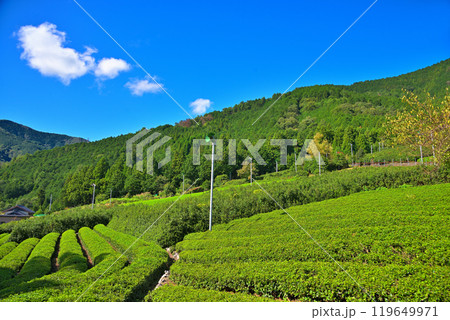 《岐阜県》揖斐川町 岐阜のマチュピチュ 天空の茶畑 《岐阜県》揖斐川町 岐阜のマチュピチュ 天空の茶畑 119649971