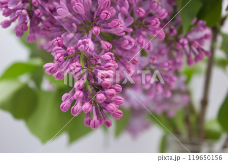 Close-up of lilac blossoms Close-up of lilac blossoms 119650156