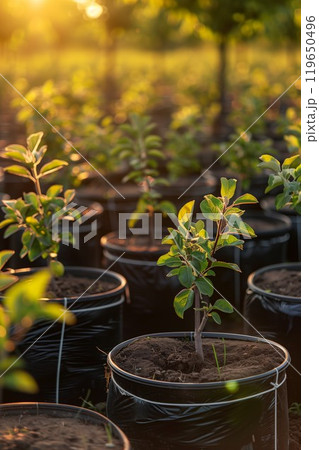 reforestation set of young trees trunks in pots, afforestation set of green plants in flowerpots, gardening and botany concept 119650496