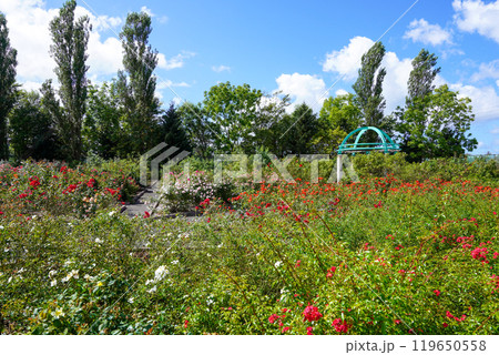 はぼろバラ園（北海道羽幌町） 119650558
