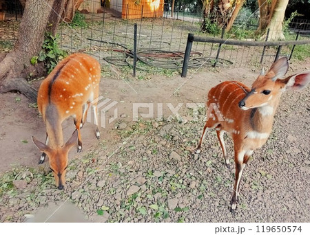 キャンプサイトのニアラ　チョベ国立公園　ボツワナ　1 119650574