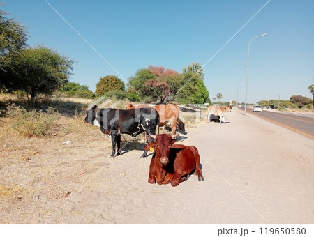 道端の牛の群れ　マウン　ボツワナ　1 119650580
