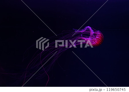 Fluorescent jellyfish swimming underwater aquarium pool with red neon light. 119650745