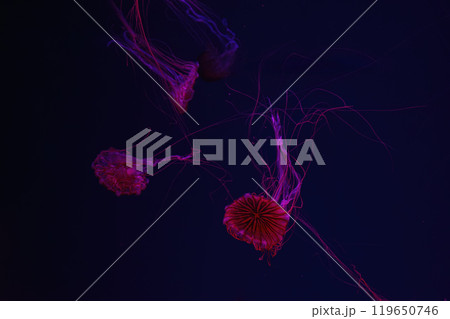 Group of fluorescent jellyfish swimming underwater aquarium pool with red neon light. Group of fluorescent jellyfish swimming underwater aquarium pool with red neon light. 119650746