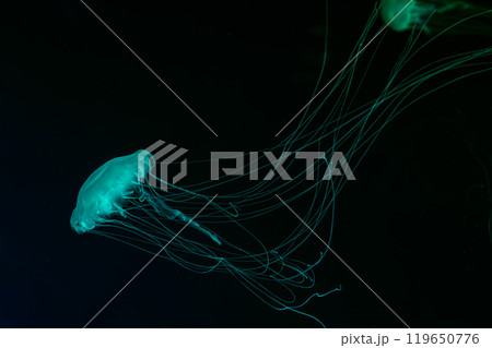 Atlantic sea nettle jellyfish swimming underwater aquarium pool with bright blue neon light Atlantic sea nettle jellyfish swimming underwater aquarium pool with bright blue neon light 119650776