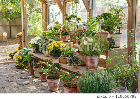 Greenhouse with potted plants and flowers in sunny garden background. Gardening hobby, plant growing 119650798