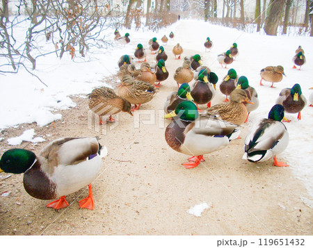 ワジェンキ公園のカモ　ワルシャワ　ポーランド 119651432