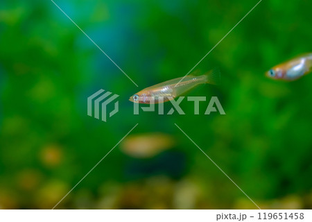 ヒメダカ 119651458
