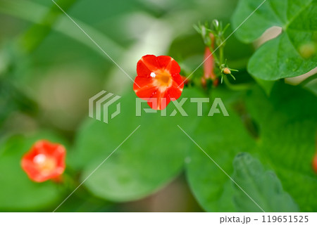 マルバルコウ 119651525