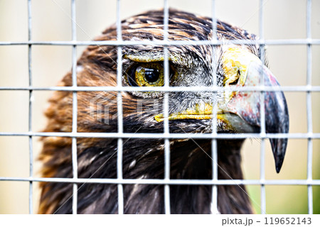 Selective focus of a captive eagle behind bars 119652143