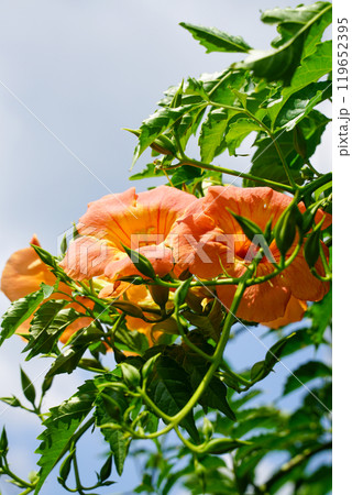 ノウゼンカズラの花 119652395