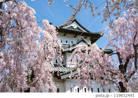 弘前城の桜と天守，青森 119652491