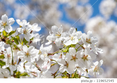 弘前城の桜，青森 119652545