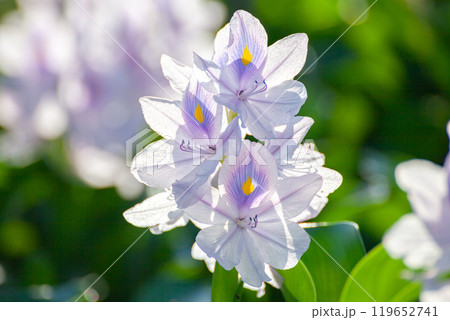 自然の中で咲く美しいホテイアオイの花のアップ 自然の中で咲く美しいホテイアオイの花のアップ 119652741