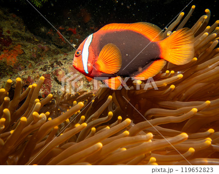 Tomato anemonefish, Amphiprion frenatus, in the host anemone, Puerto Galera, Philippines Tomato anemonefish, Amphiprion frenatus, in the host anemone, Puerto Galera, Philippines 119652823