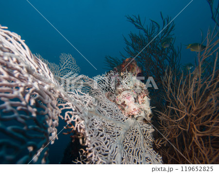 Scorpaenopsis barbata or Bearded scorpionfish Papuan hiding on coral in Puerto Galera, Philippines. 119652825
